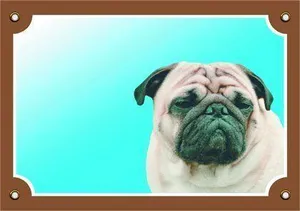Farbschild Achtung Hund, Mops